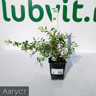 Спирея Грефшейм (Grefsheim)