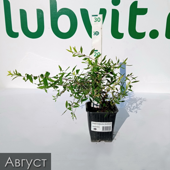 Спирея Грефшейм (Grefsheim) купить с доставкой