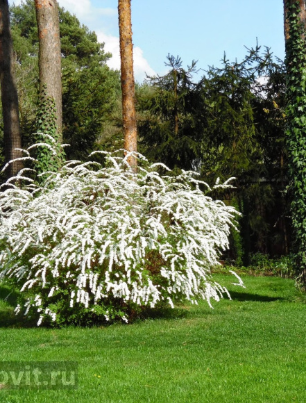 Спирея Грефшейм (Grefsheim) купить с доставкой