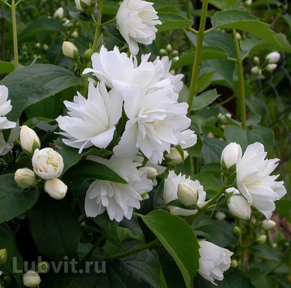 Чубушник Комсомолец купить с доставкой