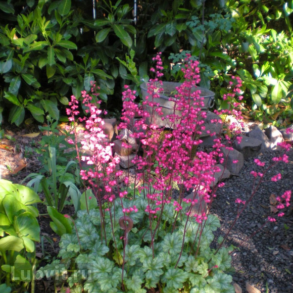 Гейхера Париж (Paris) купить с доставкой