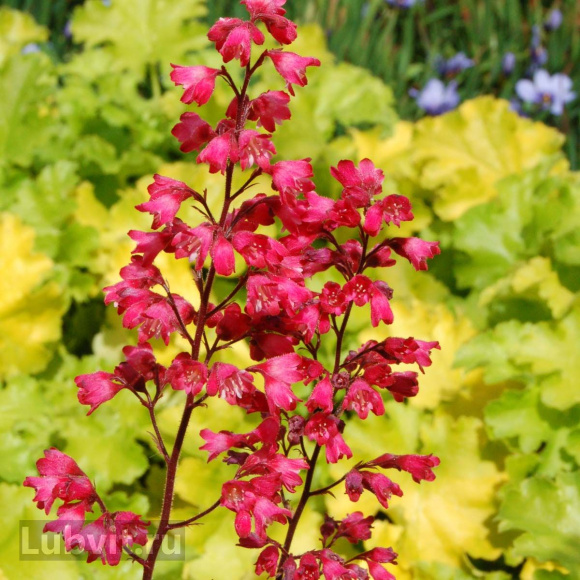 Гейхера Париж (Paris) купить с доставкой