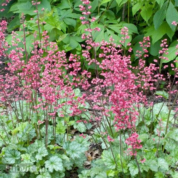Гейхера Париж (Paris) купить с доставкой