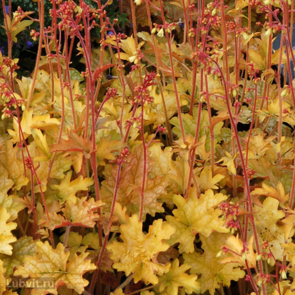 Гейхера Джинджер Эль (Ginger Ale) купить с доставкой