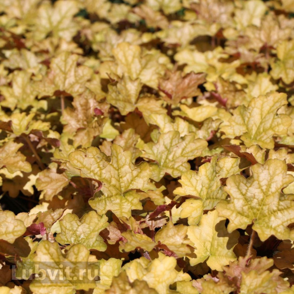 Гейхера Джинджер Эль (Ginger Ale) купить с доставкой