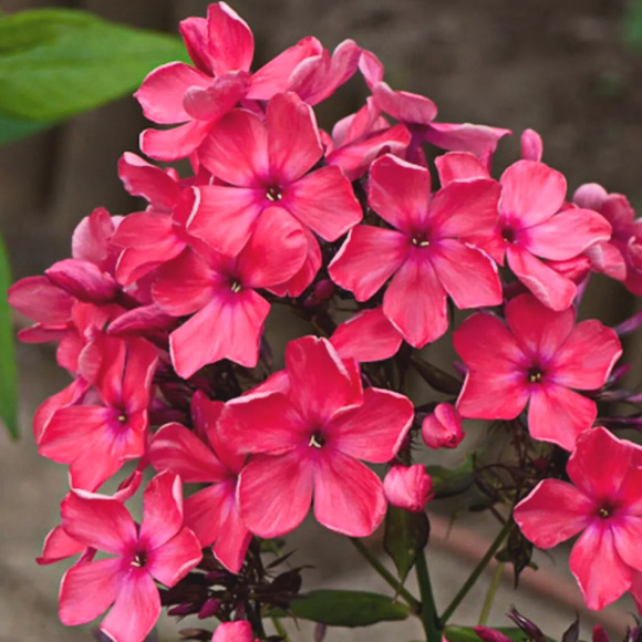 Флокс Иван-Заря купить с доставкой