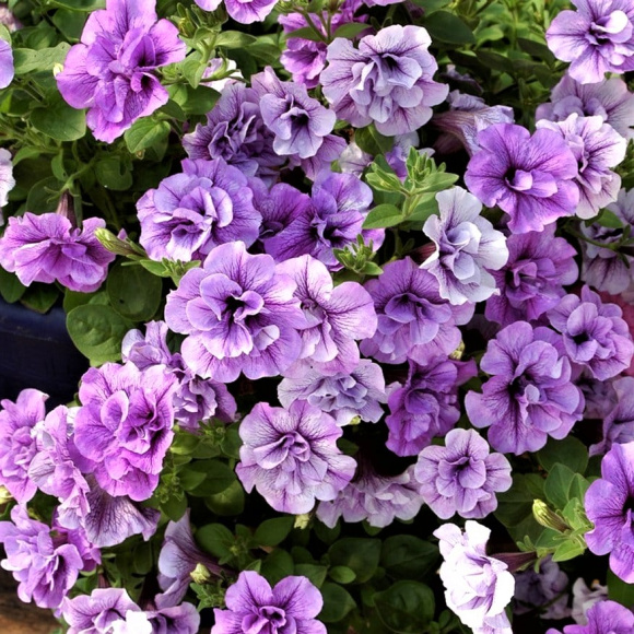 Петуния вегетативная Тумбелина Присцилла Про (Tumbelina Priscilla) купить с доставкой