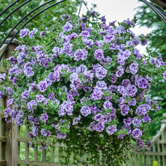 Петуния вегетативная Тумбелина Присцилла Про (Tumbelina Priscilla) купить с доставкой