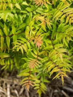 Рябинник рябинолистный Матча Болл (Matcha Ball)