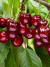 Черешня Веда купить с доставкой