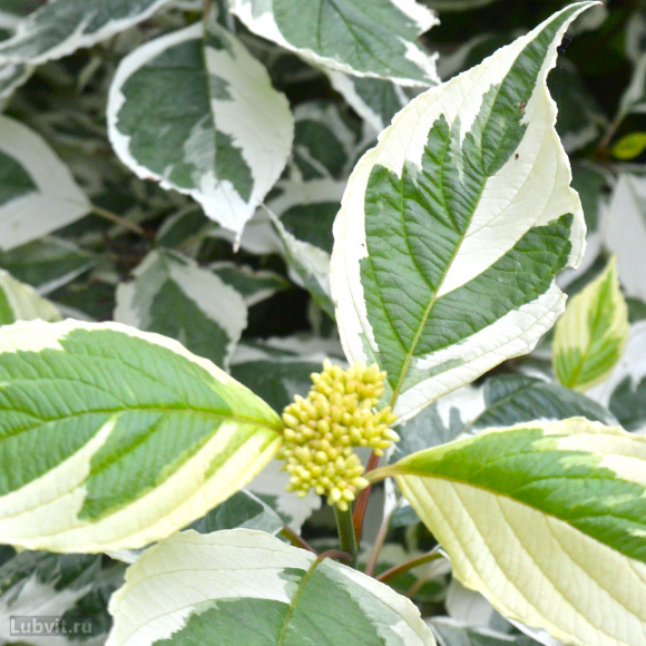 Дерен Ассортимент купить с доставкой