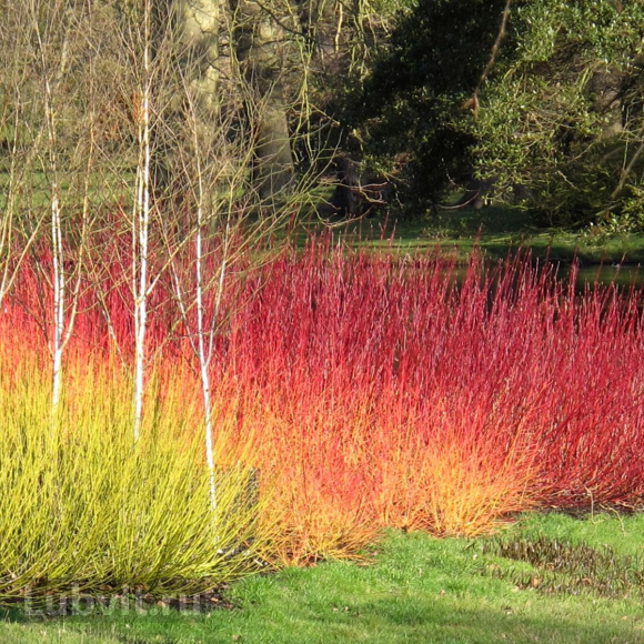 Дерен Ассортимент купить с доставкой