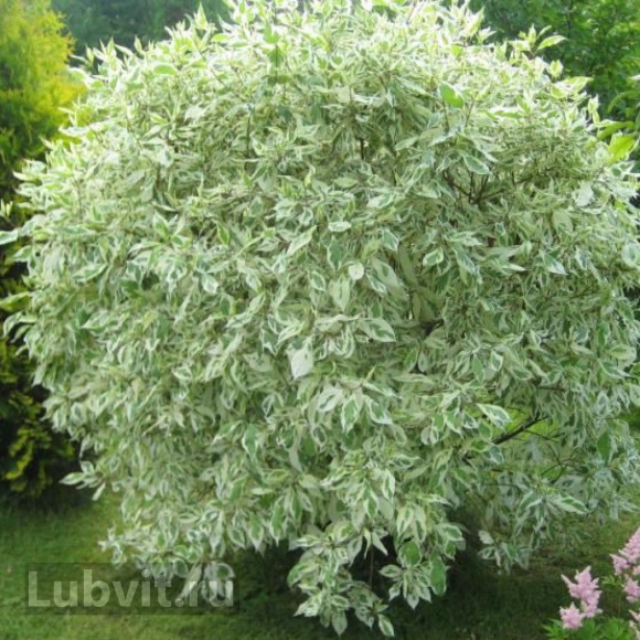 Дерен Ассортимент купить с доставкой