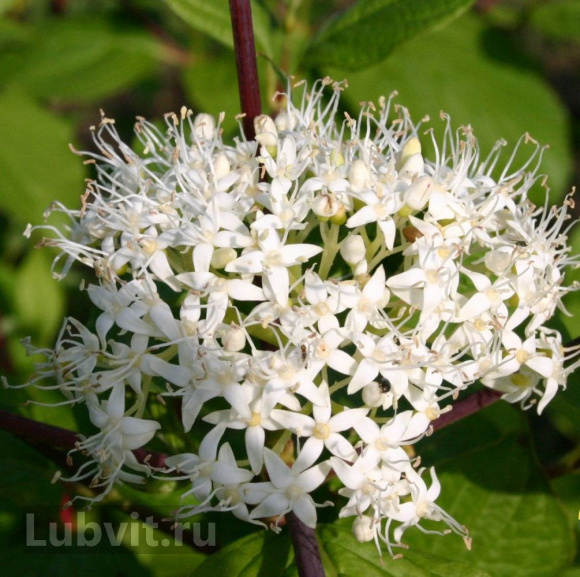 Дерен Ассортимент купить с доставкой