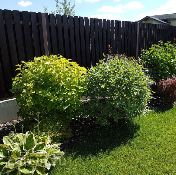 Дерен Ассортимент купить с доставкой