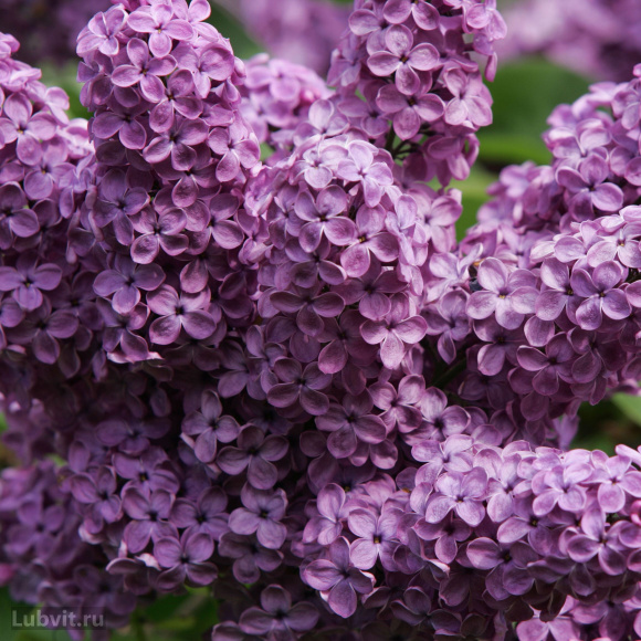 Сирень Мечта купить с доставкой