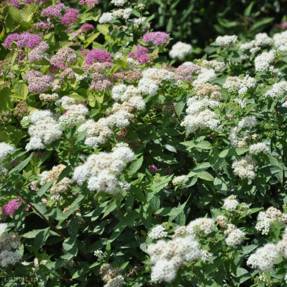 Спирея Альбифлора (Albiflora) купить с доставкой