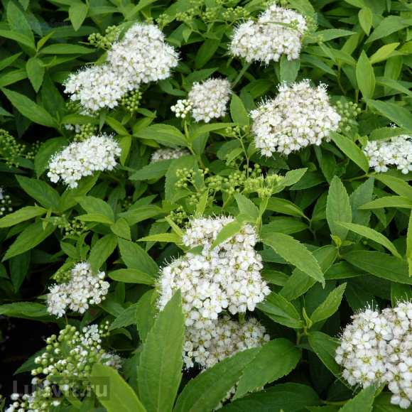 Спирея Альбифлора (Albiflora) купить с доставкой