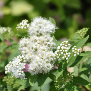 Спирея Альбифлора (Albiflora)