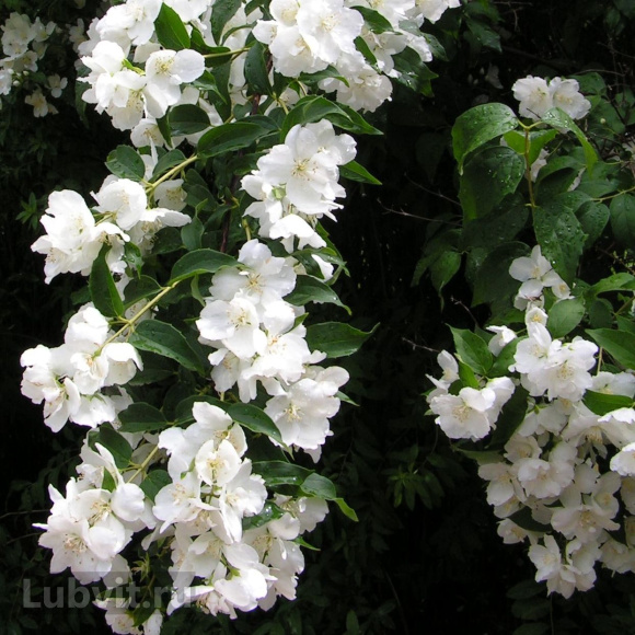 Чубушник Монблан (Mont Blanc) купить с доставкой