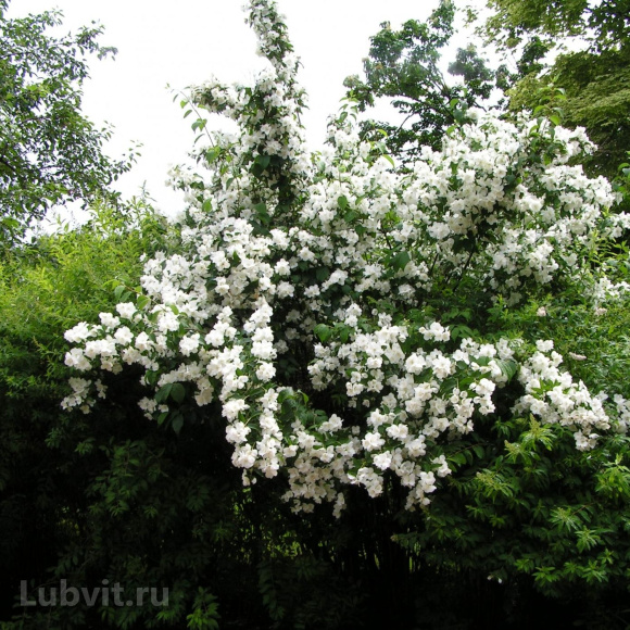 Чубушник Монблан (Mont Blanc) купить с доставкой