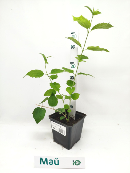 Чубушник Монблан (Mont Blanc) купить с доставкой