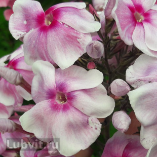 Флокс Разноцветье