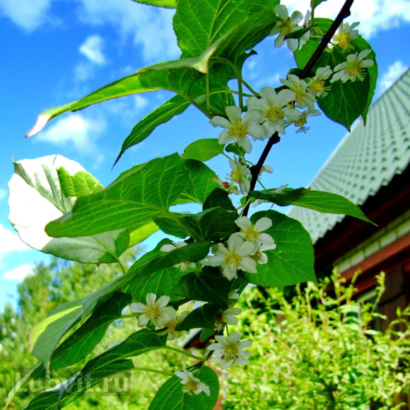 Актинидия Лунная купить с доставкой