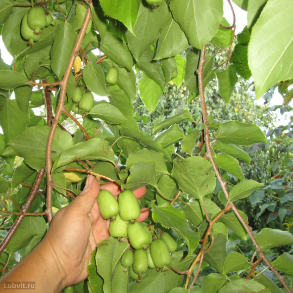 Актинидия Лунная купить с доставкой