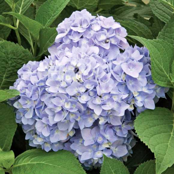 Гортензия Бесконечное лето (Endless Summer The Original) крупнолистная купить с доставкой