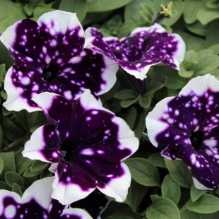 Петуния вегетативная Глейсер Скай (Glacier Sky)