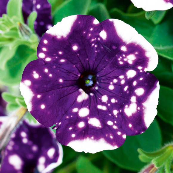 Петуния вегетативная Глейсер Скай (Glacier Sky) купить с доставкой