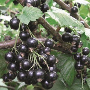 Смородина Селеченская