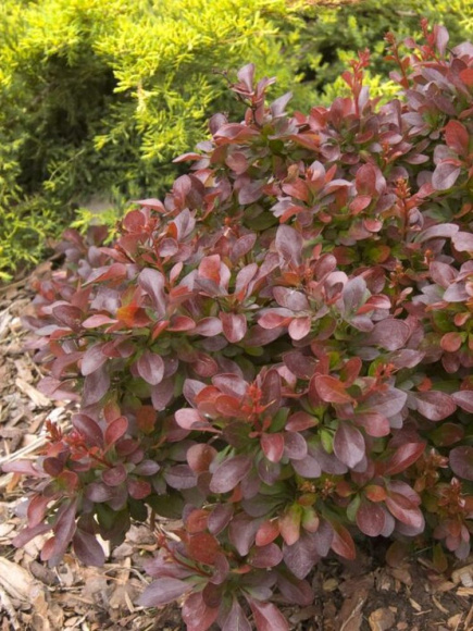 Барбарис Каберне (Cabernet) купить с доставкой