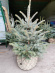 Ель Голубая (f.Glauca) купить с доставкой
