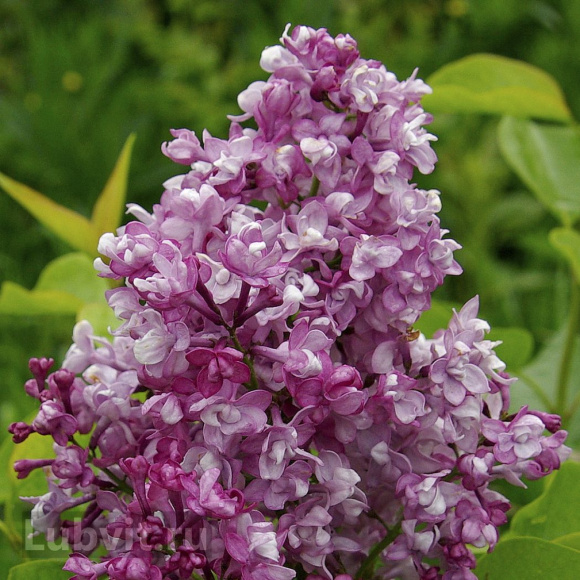 Сирень Изобилие купить с доставкой