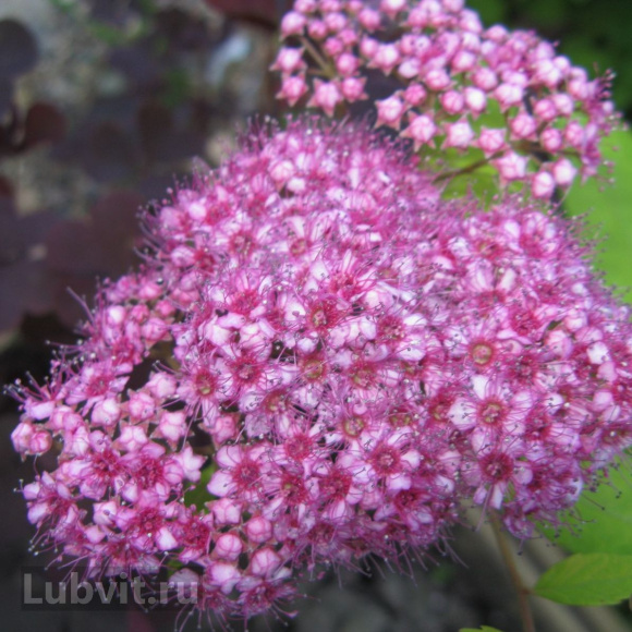 Спирея Литтл Принцесс (Little Princess) купить с доставкой