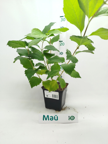 Чубушник Юннат купить с доставкой