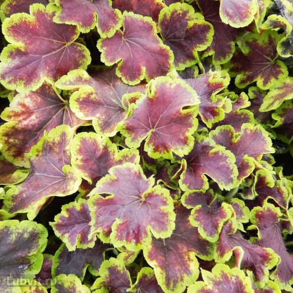 Гейхерелла Солар Эклипс (Solar eclipse) купить с доставкой