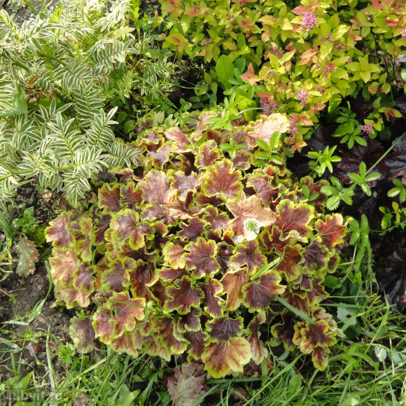 Гейхерелла Солар Эклипс (Solar eclipse) купить с доставкой