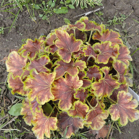 Гейхерелла Солар Эклипс (Solar eclipse) купить с доставкой