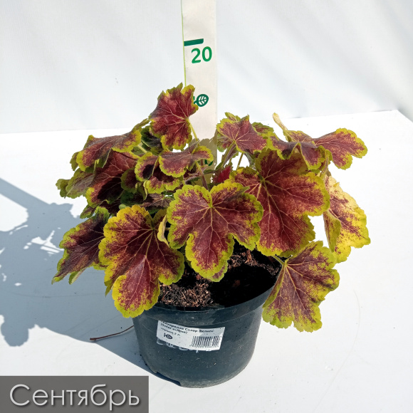 Гейхерелла Солар Эклипс (Solar eclipse) купить с доставкой