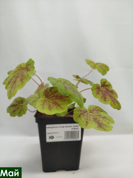 Гейхерелла Солар Эклипс (Solar eclipse) купить с доставкой