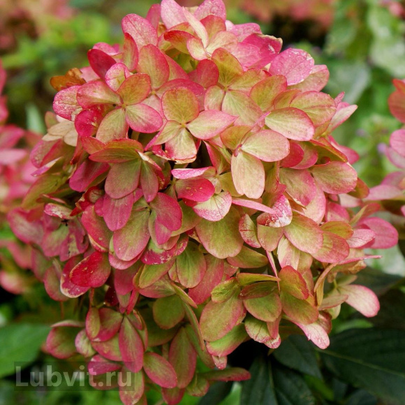 Гортензия Граффити (Graffiti) метельчатая купить с доставкой