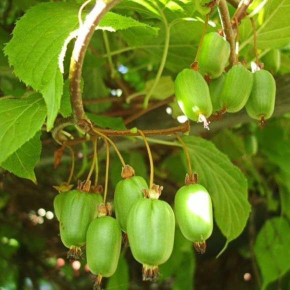 Актинидия Сладкая палочка купить с доставкой