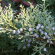 Можжевельник Блю Спаркл (Blue Sparkle) купить с доставкой