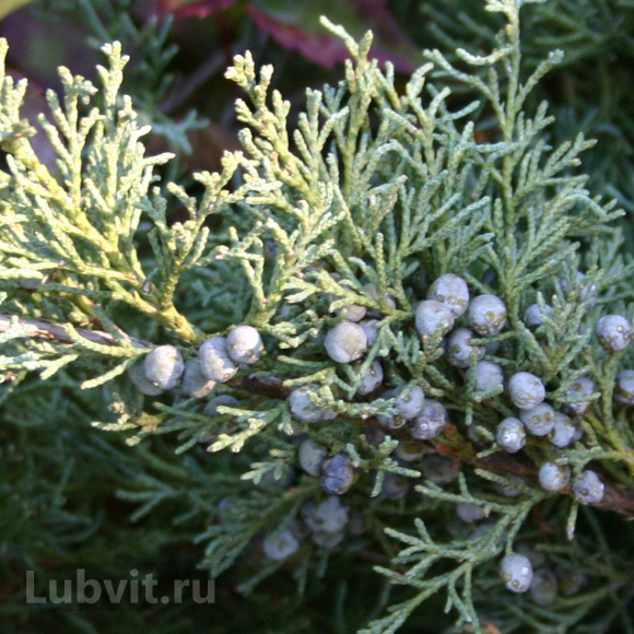 Можжевельник Блю Спаркл (Blue Sparkle) купить с доставкой