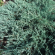 Можжевельник Блю Спаркл (Blue Sparkle) купить с доставкой