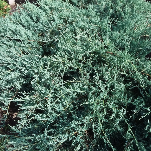 Можжевельник Блю Спаркл (Blue Sparkle) купить с доставкой