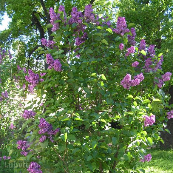 Сирень Анна Шиач (Anne Shiach) купить с доставкой